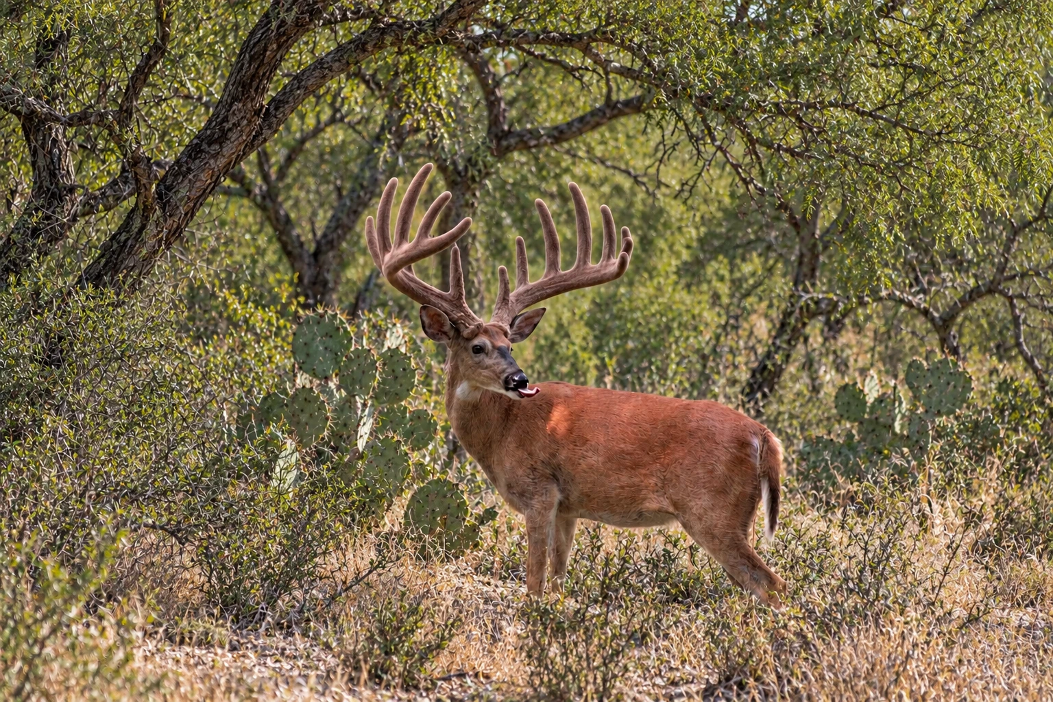 Whitetail with large velvet antlers standing among mesquite and prickly pear cactus