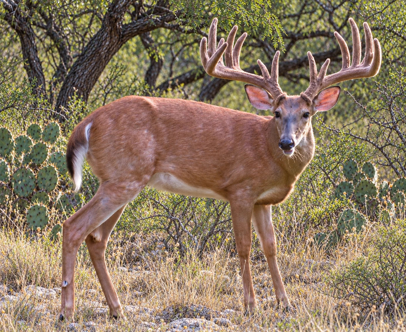 Mature whitetail with a broad heavy velvet rack against cactus and mesquite