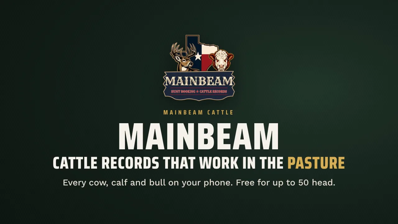 Mainbeam Cattle video