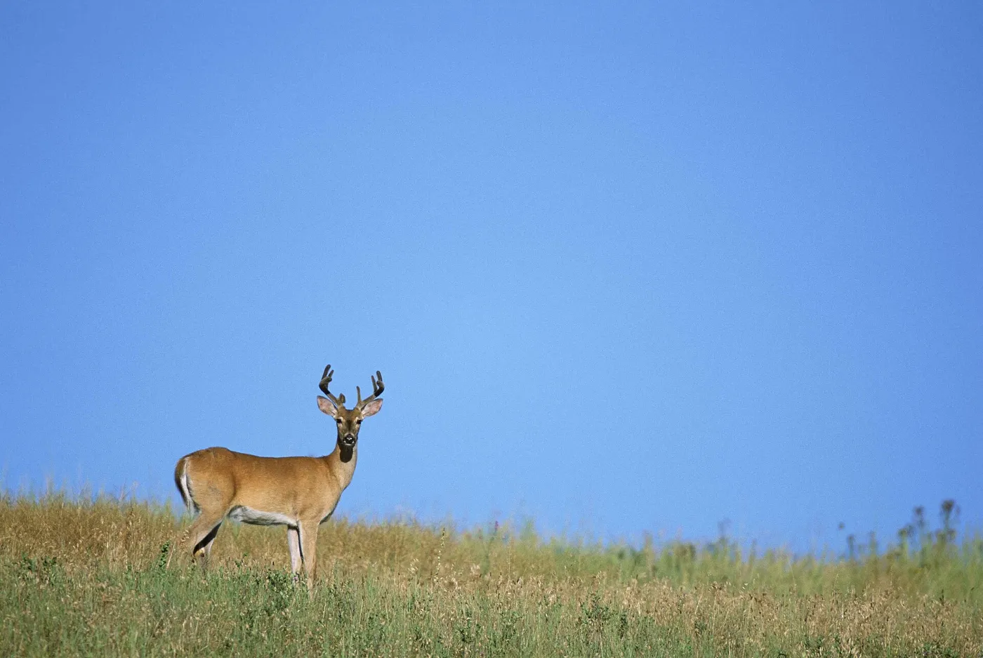An eight-point whitetail buck standing in dry grass under a wide blue sky