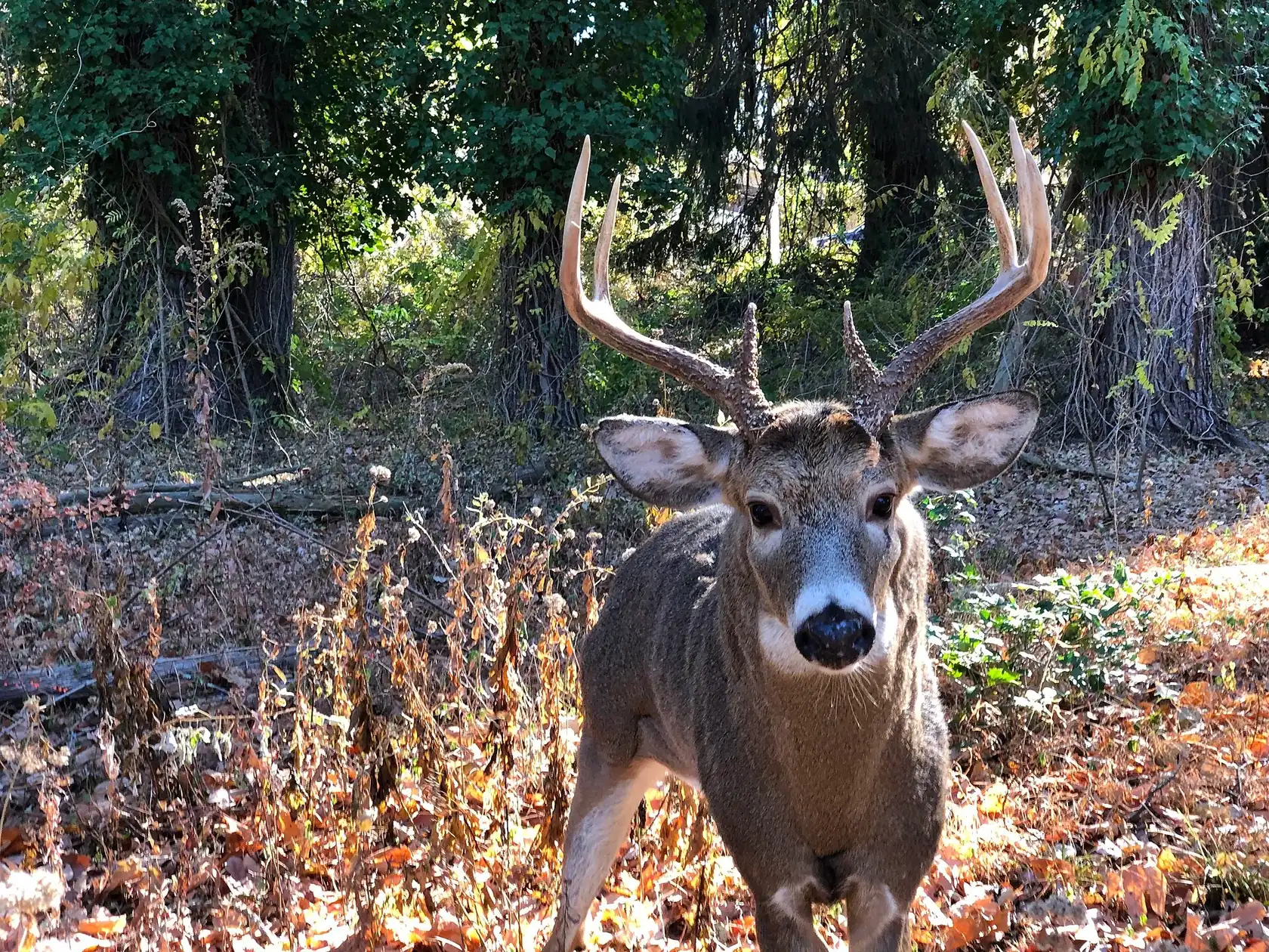 A mature whitetail buck with a tall, heavy rack standing in fall brush