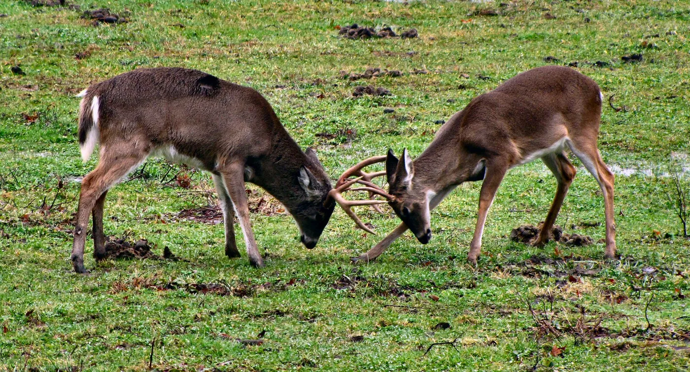 Two young whitetail bucks sparring with their antlers locked, shown in black and white like a trail camera frame