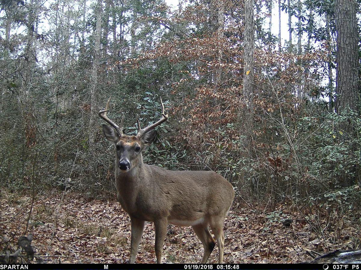 Trail camera photo of a whitetail buck standing in an opening at the edge of the trees