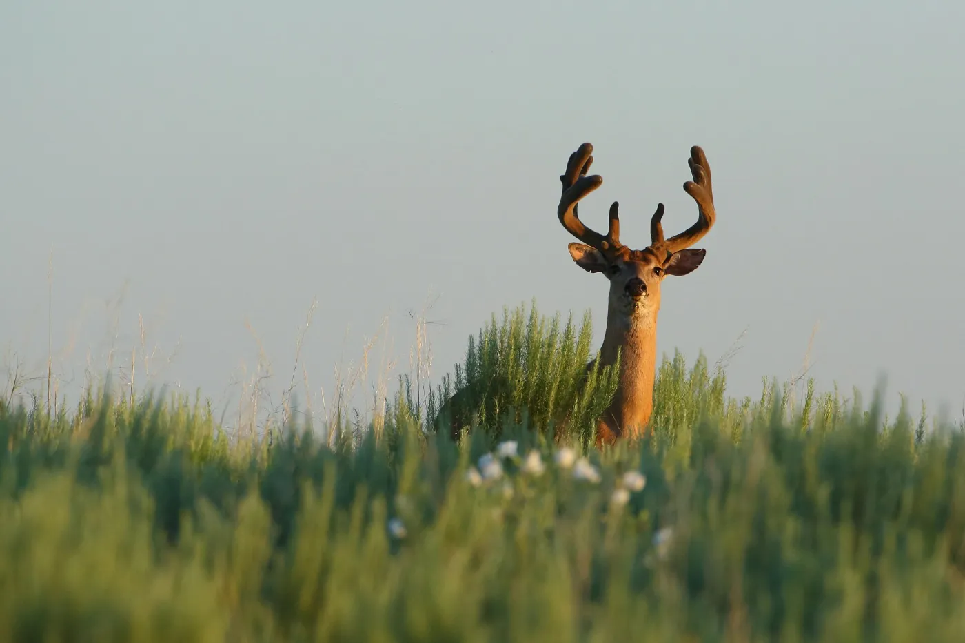 A buck in velvet standing in tall green grass, shown in black and white like a trail camera frame
