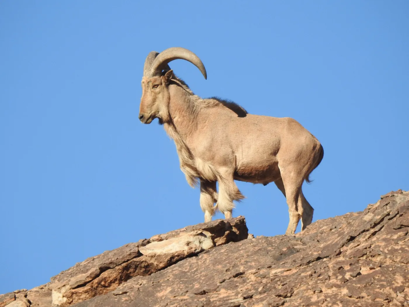 Aoudad ram with heavy curled horns standing on a rock ledge against blue sky