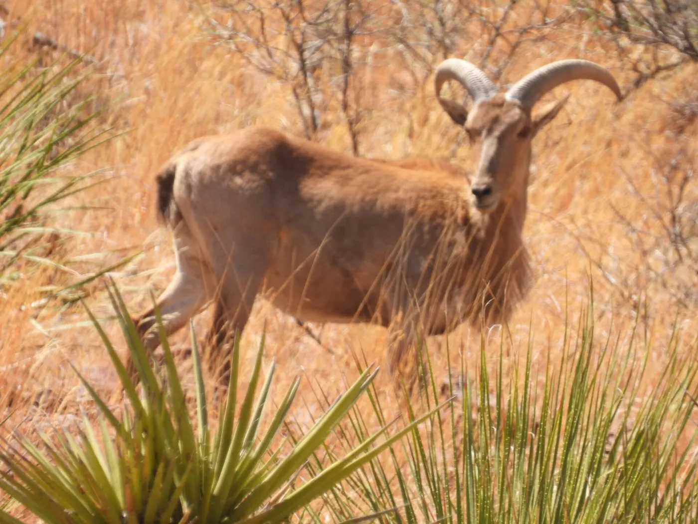 Aoudad ram walking through yucca and dry grass
