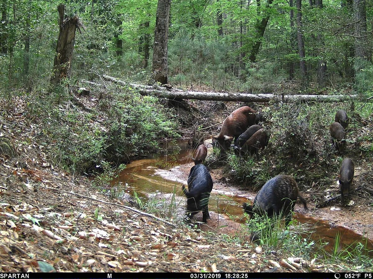 Group of feral hogs rooting along a muddy creek in the brush