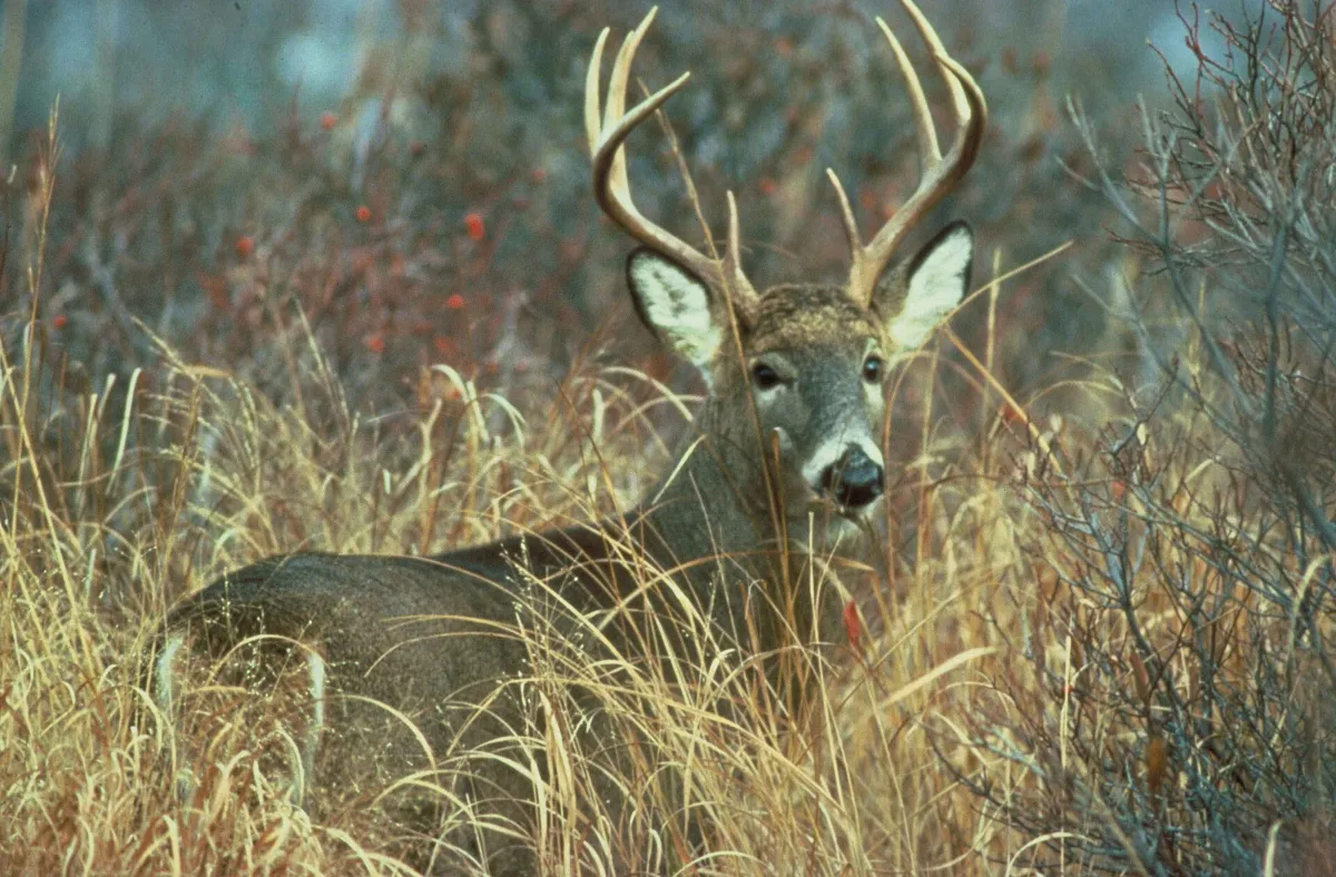 Big-racked whitetail buck bedded in tall grass