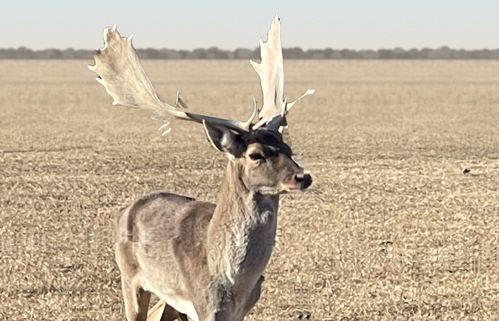 Fallow Deer