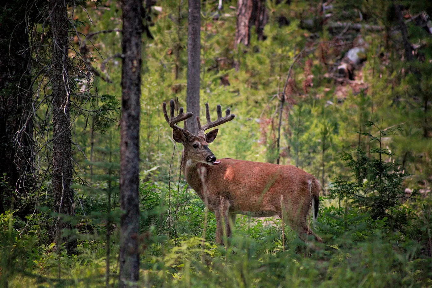 Whitetail buck standing at the edge of thick woods