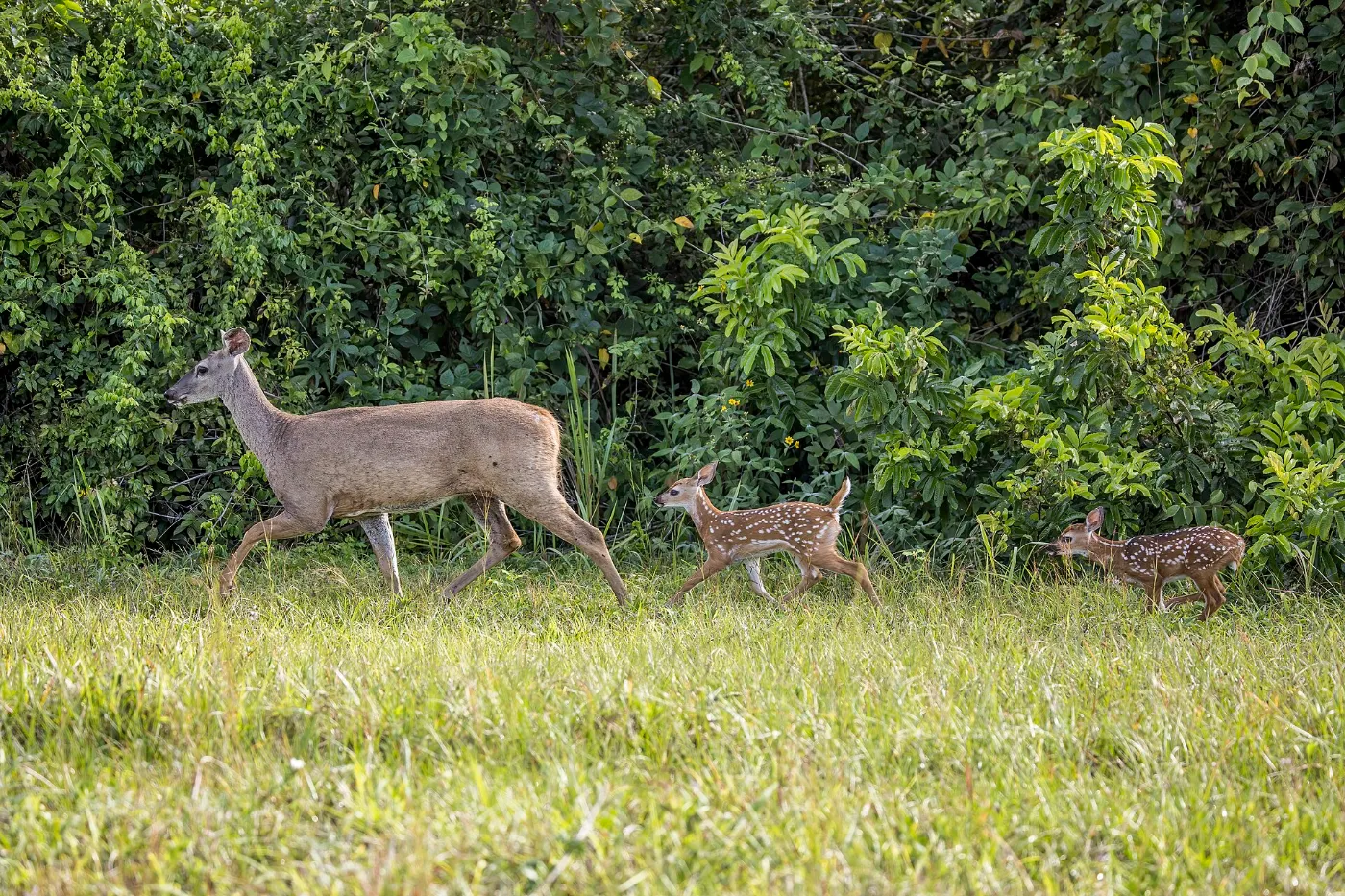 Whitetail doe walking through grass with two spotted fawns