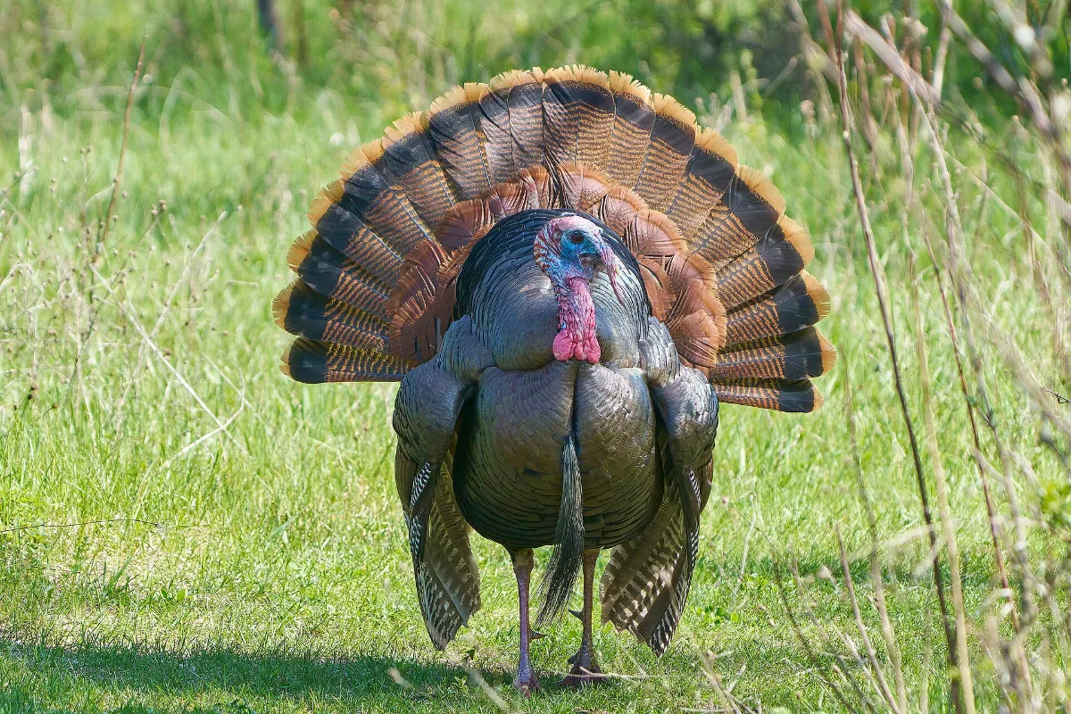 Wild turkey gobbler in full strut in green grass
