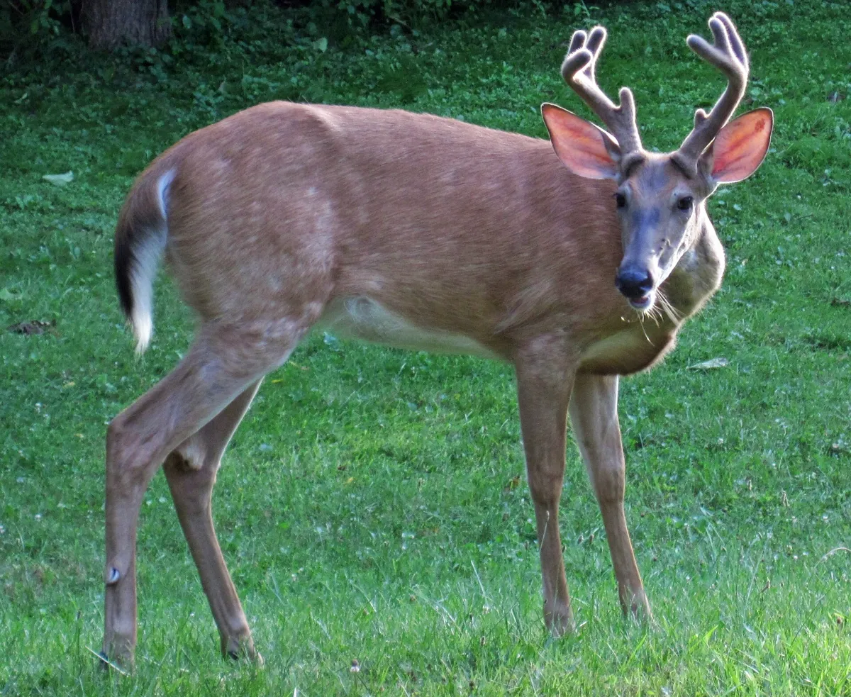 Young whitetail buck in velvet with a small eight-point rack