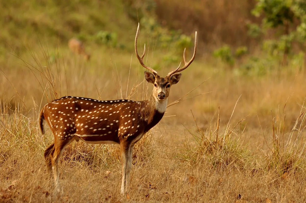 Axis deer stag in golden grass