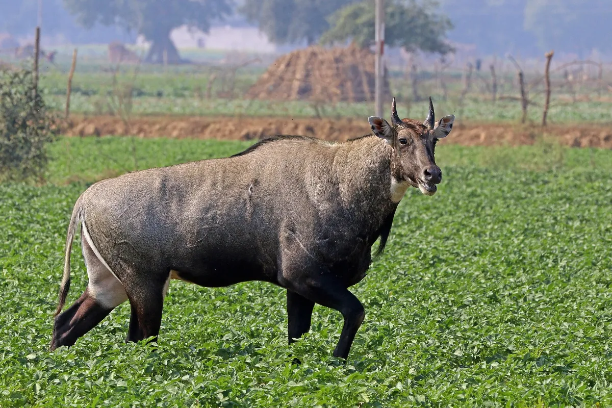 Nilgai bull standing in a green field